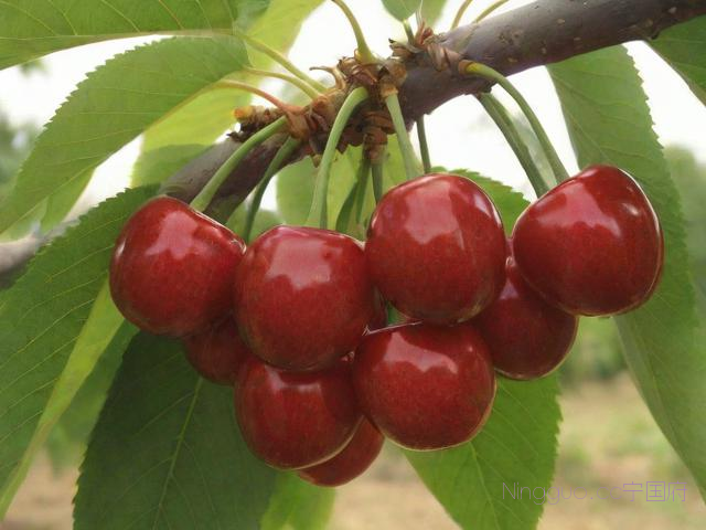 美早大樱桃的种植技术,美早大樱桃种植技术要点