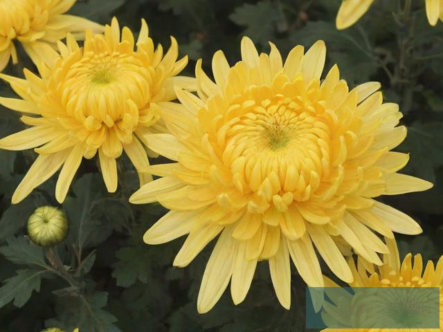 金丝菊花种植技术,金丝菊花种植技术要点