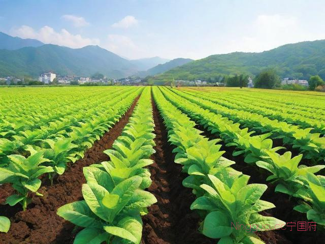 维山的种植技术,维山有什么功效与作用