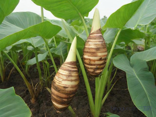 芋头种植与管理技术,芋头种植与管理技术要点