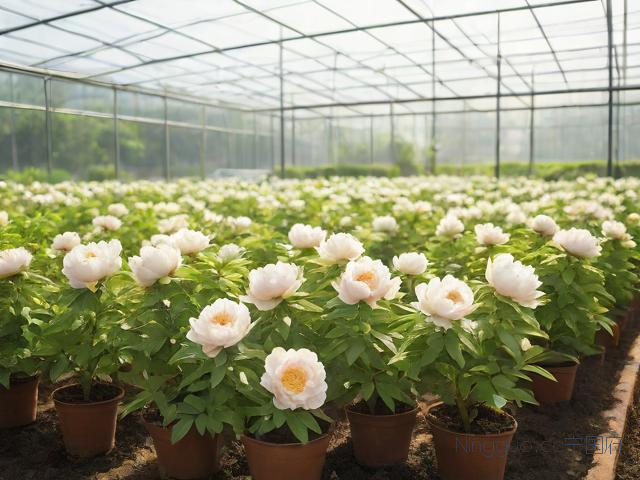 油牡丹的种植技术视频,油牡丹种苗