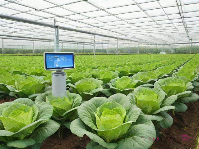 各类蔬菜种植技术,各类蔬菜种植技术与管理