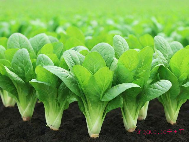 种植青菜的技术和方法,种植青菜的技术和方法有哪些