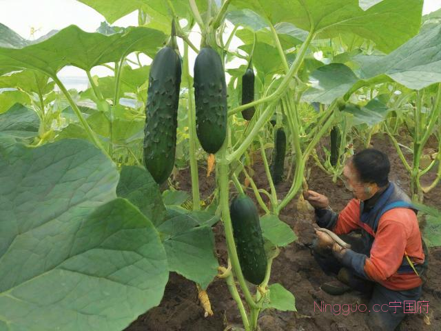 黄瓜种植方法和技术,黄瓜种植方法和技术全过程