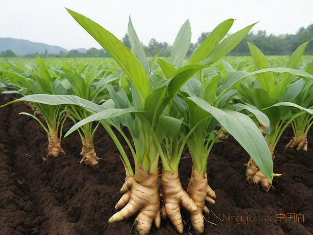 大姜种植技术分享,大姜种植方法和种植时间