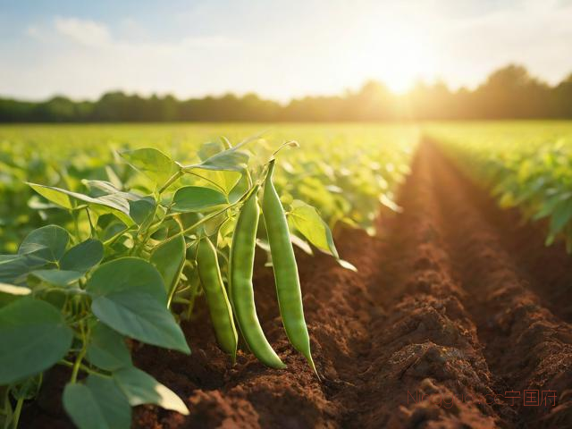 四季豆种植技术和施肥,四季豆种植时间及技术要点