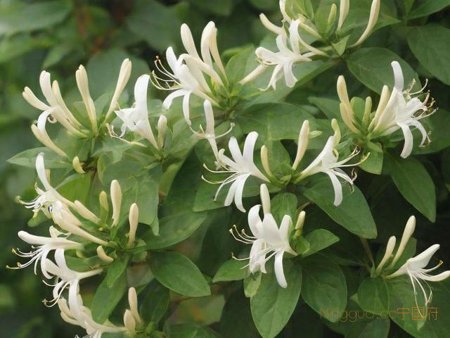 金银花树种植技术,金银花苗木种植