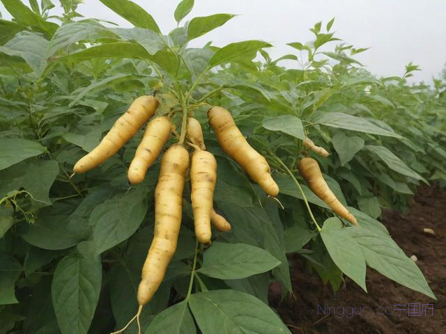 关于人工种植黄精的技术的信息