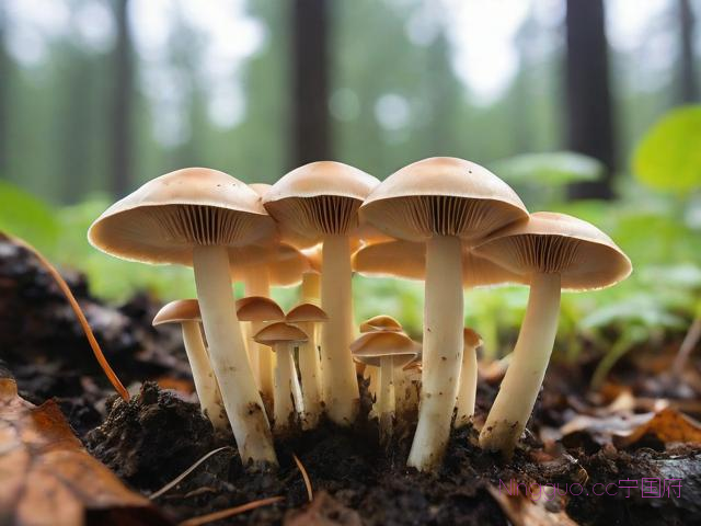 蘑菇最新种植技术,蘑菇种植技术视频教程