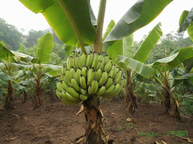 香蕉树种植技术,香蕉树种植要注意哪些事项