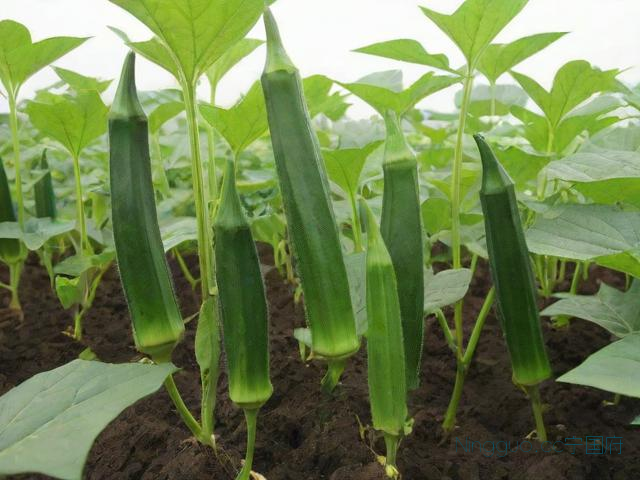 黄秋葵种植技术图片,黄秋葵种植时间和方法,关键在于这几点,只需跟着做