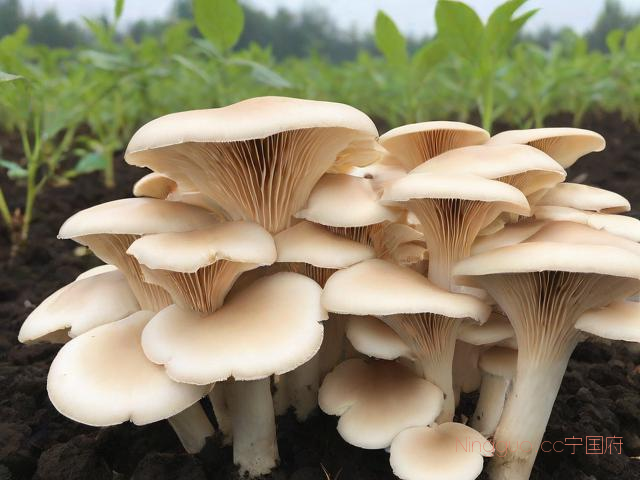 杏鲍菇种植技术培训,杏鲍菇栽培技术要点