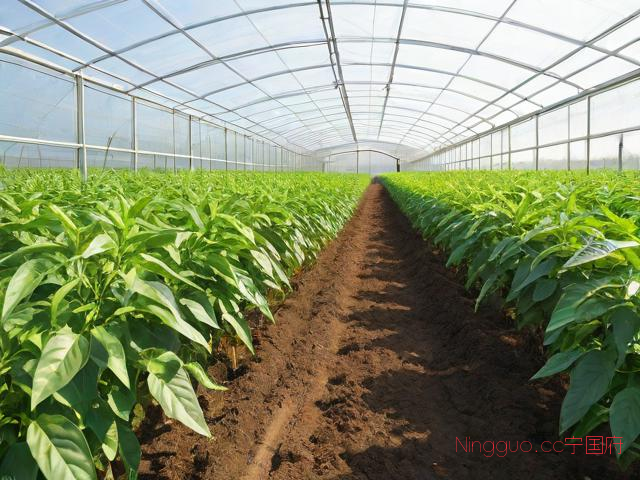 辣椒高产种植技术视频,辣椒高产种植技术视频播放