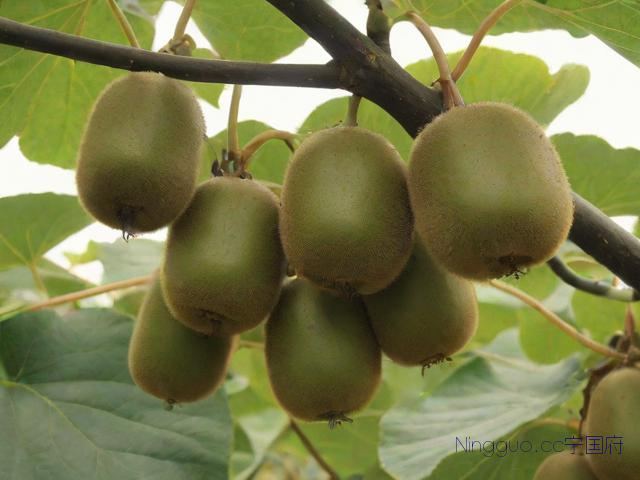 猕猴桃种植技术与品种,猕猴桃种植技术与栽培