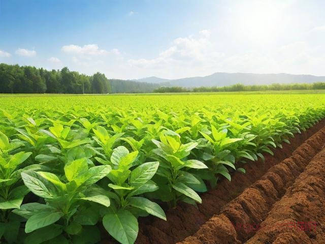 半夏种植技术及亩收益,半夏种植技术及亩收益及产地