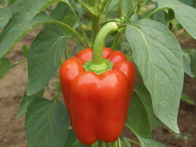 秋季辣椒种植技术,秋季辣椒种植时间