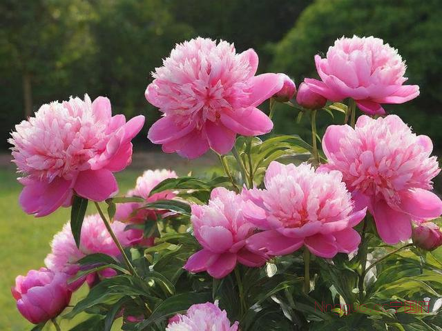 芍药种植方法与技术,芍药种植方法和时间庭院