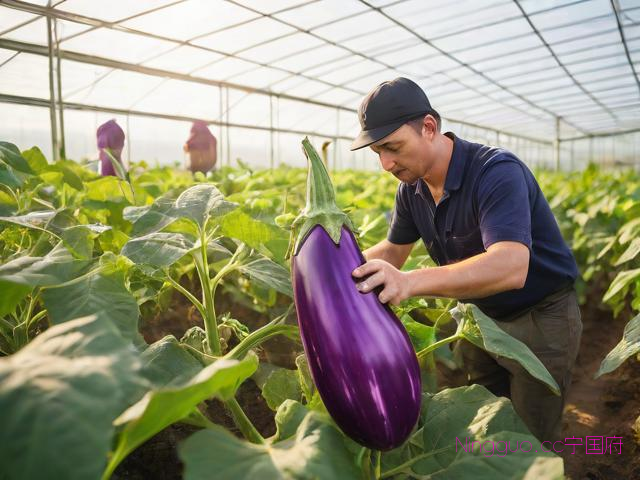温室茄子种植技术,温室茄子种植技术视频