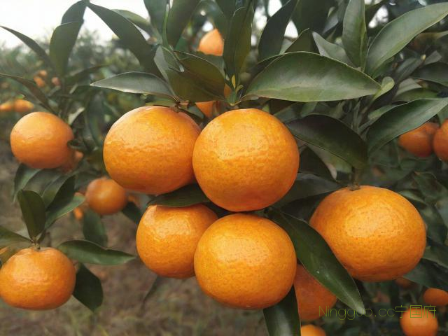 清香蜜桔种植技术,清香蜜桔的作用与功效