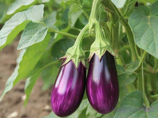 茄子种植技术要点,茄子的种植栽培技术