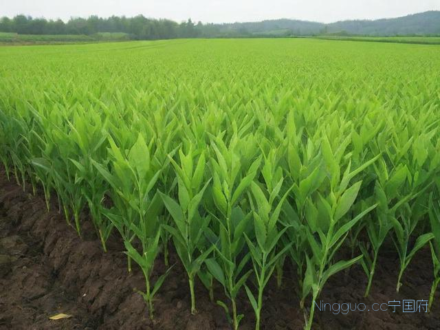 麦冬种植技术,麦冬种植技术与栽培管理