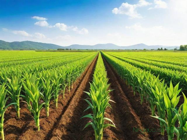 高产芦笋种植技术视频,高产芦笋种植技术视频讲解