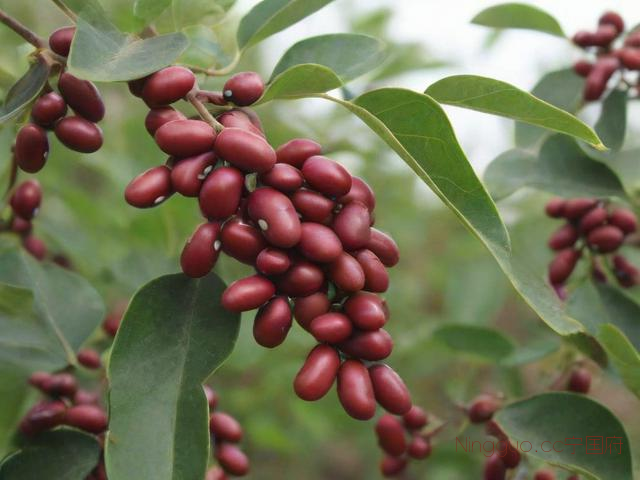 红豆种植技术与管理,红豆种植方法步骤