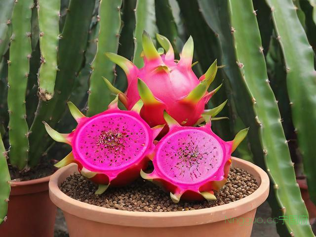 红火龙果种植技术视频,红心火龙果可以种子种植盆技术视频