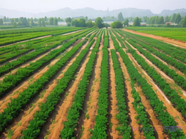 元胡高产种植技术,元胡高产种植技术视频