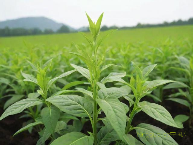 种植技术最难的中药材,目前种植中药材最大的困惑是什么