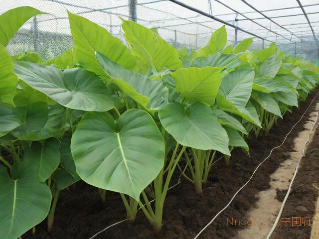 芋头高产的种植技术,芋头种值技术