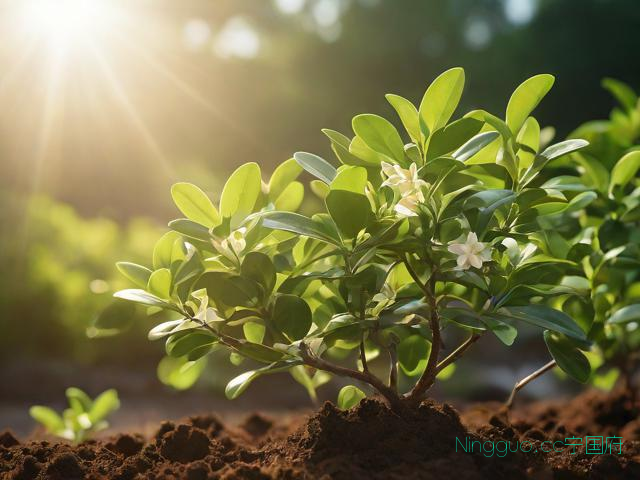 霍香种植技术,霍香的种植技术