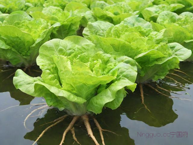 水上生菜种植技术,水上种菜有哪些品种