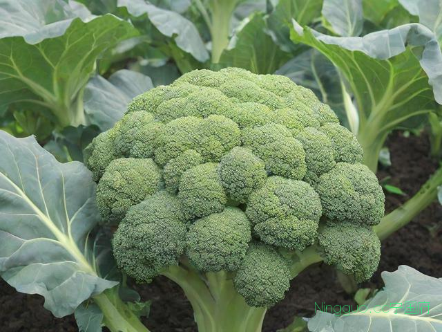 西兰花怎么种植技术,西兰花种植技术要点