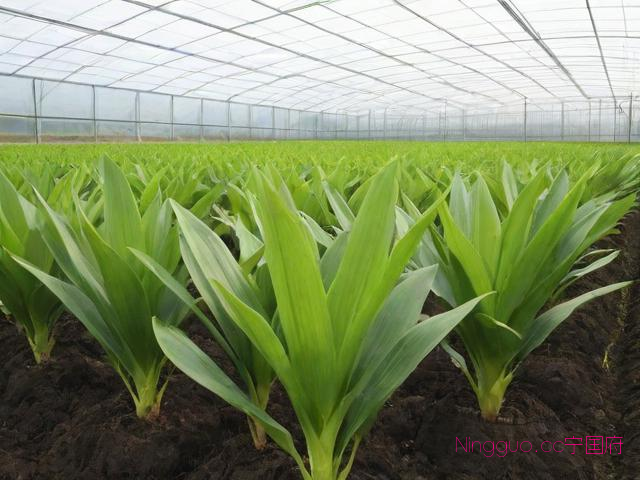 白芨种植技术育苗基地,白芨种植市场价格