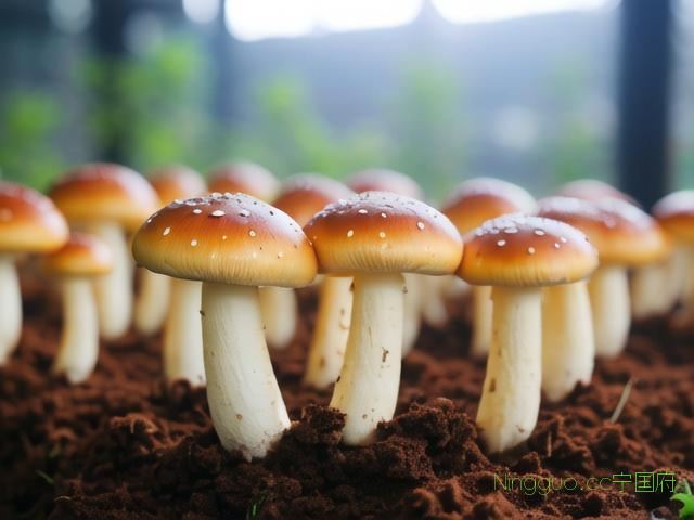 松乳菇种植技术视频,松乳菇的种植