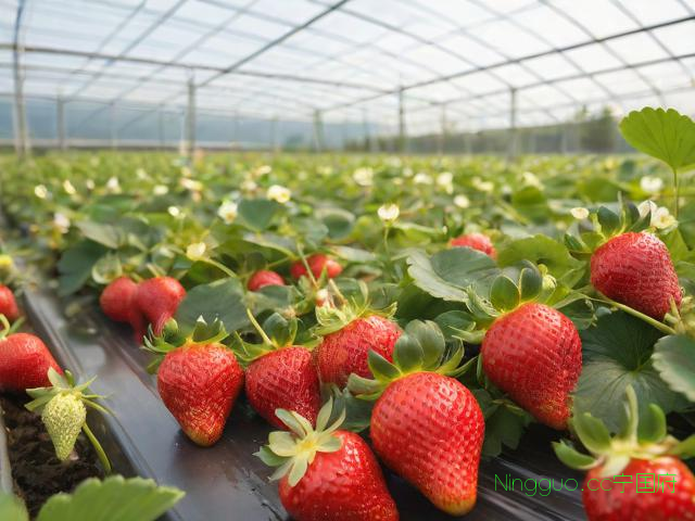 高手种植草莓新技术,种植草莓技术及日常管理