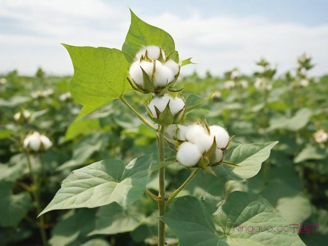 棉花种植技术如何打药,棉花苗期打什么营养药