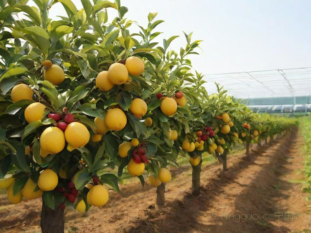 叮当果种植技术,叮当果树图片