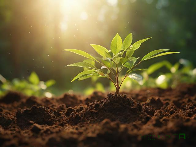 南天竹种子种植技术,南天竹种子图片