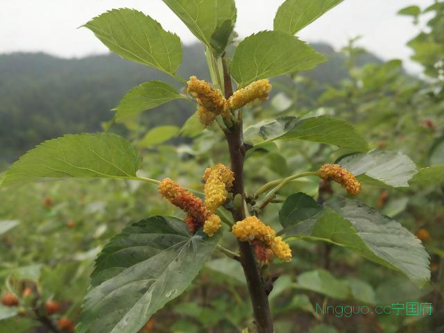 仿野生桑黄种植技术,野生桑黄生长条件