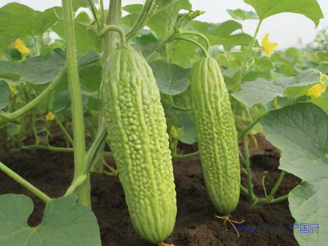 苦瓜种植技术视频,苦瓜种植技术视频讲解