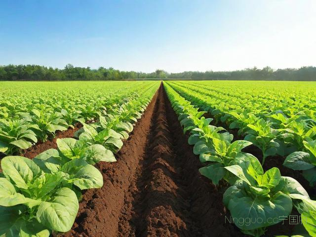 百及种植技术,百部种植技术视频