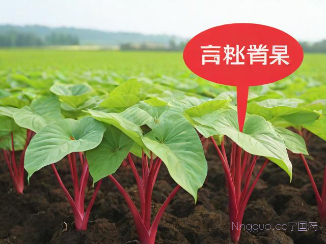 红芋种植技术,红芋苗的功效与作用禁忌
