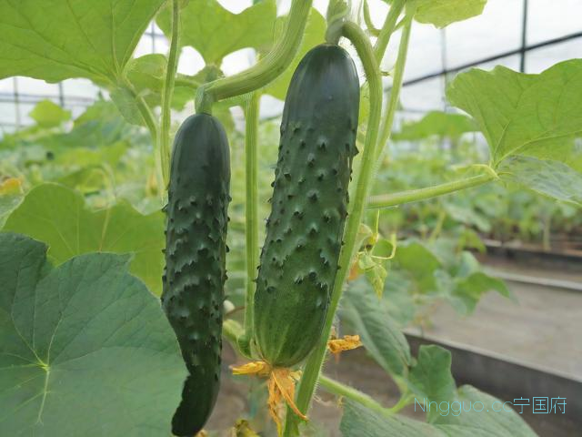 黄瓜温室种植技术,温室黄瓜管理和病虫害防治