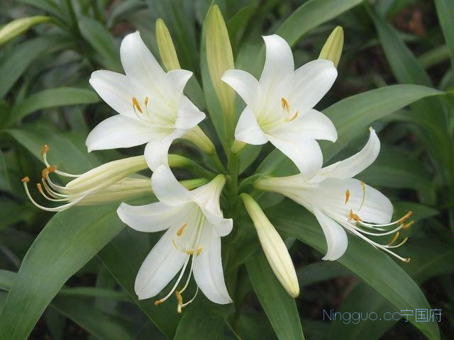 滇重楼种植技术研究,滇重楼未来几年种植前景