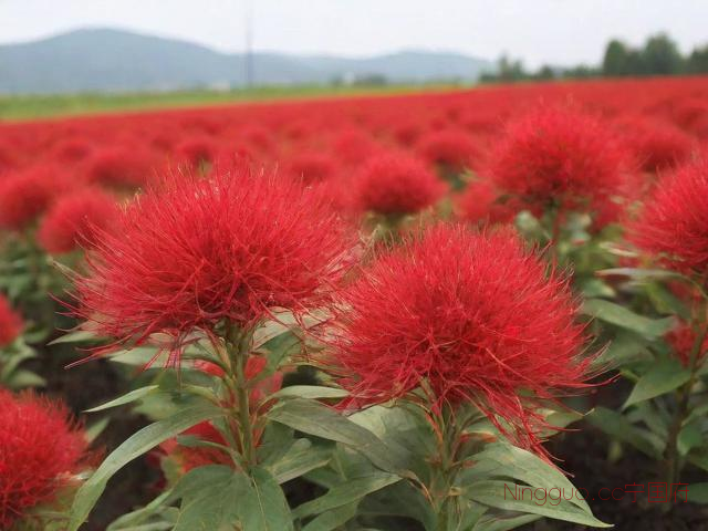 红花种植技术,红花种植技术及亩利润