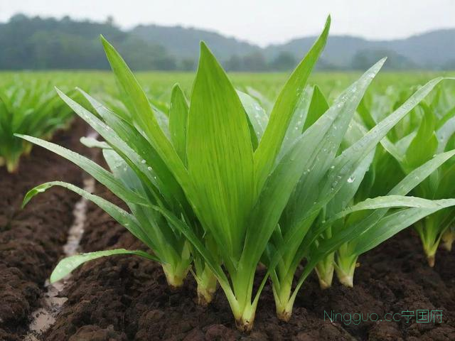 白芨种植技术要求,白芨种植技术要求是什么