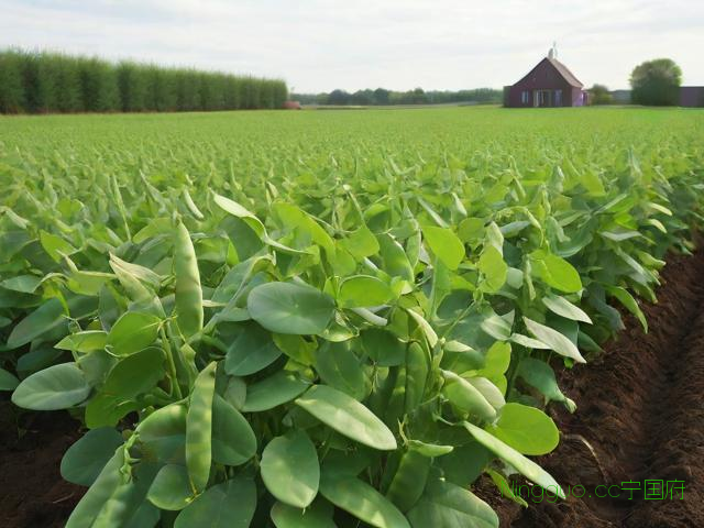 荷兰豆种植技术与利润,荷兰豆种植技术与利润如何