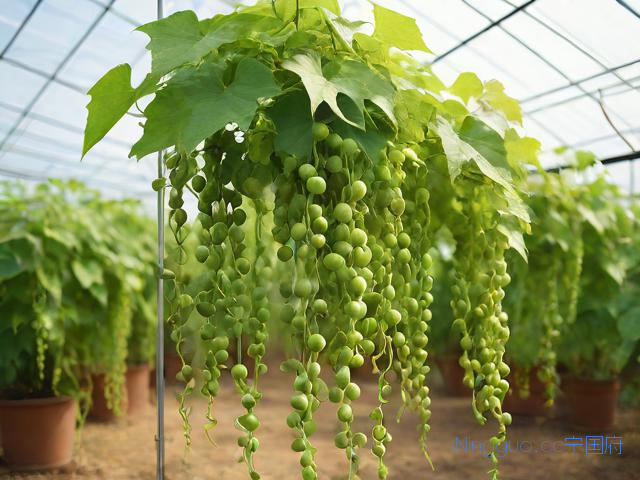 青爪种植技术,青爪图片